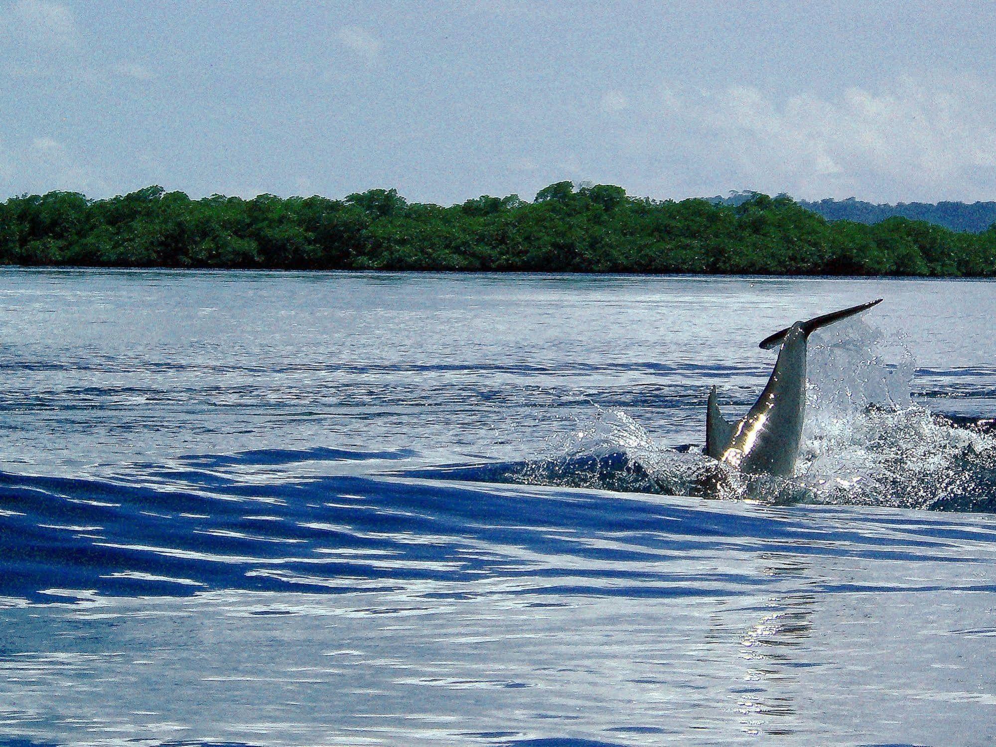 Punta Caracol Acqua Lodge Bocas del Toro Exterior foto